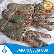Lobster Besar Segar/Lobster Pakistan/Lobster Laut 1kg 2-3 Ekor
