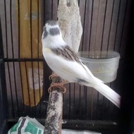 Ready Burung Kenari Gacor Dor -Lapak Robi