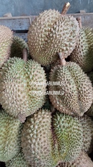 New Durian Montong Utuh Cane Singaraja Bali 2Kg Ready