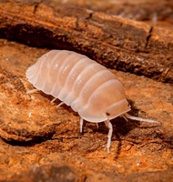 10 pc Cubaris "Papaya" Isopod [Terrarium Pets Cleaning Crew Exotic Pets Reptiles Snakes Tank Enclosu