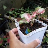 caladium soulmate