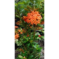 pokok bunga ixora / jenjarum