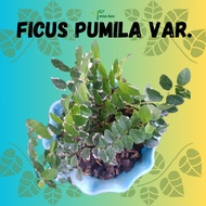 FICUS PUMILA VAR. A.K.A CREEPING FIG FOR GARDEN AND TERRARIUM