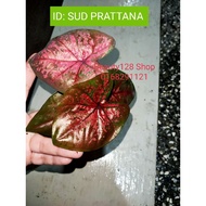 KELADI SUD PRATTANA CALADIUM THAI THAILAND