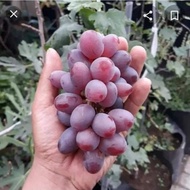 ANAK POKOK ANGGUR NINEL - PREMIUM GRAPE PLANT