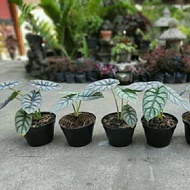 Hemat TANAMAN ALOCASIA SILVER DRAGON ALOCASIA WHITE DRAGON