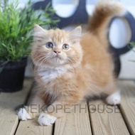 Persia Longhair Anak Kucing Kitten