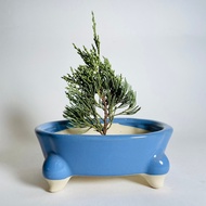 Four-Legged Begonia Pot Succulents Cactus Ceramic Flowerpot Elm Arhat Pine Real Cypress Black Healin