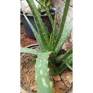 Alovera / lidah buaya