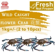 QQMart Fresh Seafood (Not Frozen) - Wild Caught LIVE Flower Crab - Direct from Fishery Port to your 