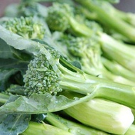 asparagus seed/anak pokok asparagus/asparagus fern/asparagus crown/asparagus setaceus/Broccoli Masonry Seeds, Blue Mason