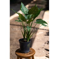 Alocasia Cucullata 尖尾芋 (P180 ) - Real Plant