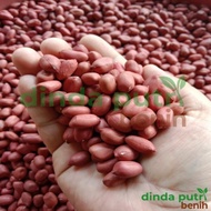 Benih Kacang Tanah Hibrida Kulit Merah super jumbo isi 1kg/benih super
