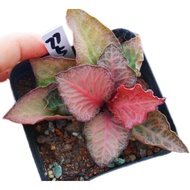 Cute Succulents Special Colorful Leaf Kirin 775B5 Labyrinth Cuts One Item One Item One Shot 9.23 Day