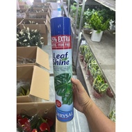 Chrysal Leaf Shine spray – European florist standard for always luxurious leaves