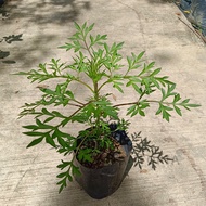 [Plantopia] Pokok Ulam Raja Hidup  | Cosmos Caudatus | Pokok Herba Hidup | Herb Plant