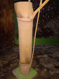 bambu petuk langka