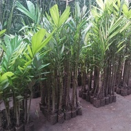 BARU Bibit Salak pondoh 50 pohon
