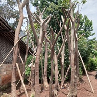 pohon trembesi batang besar