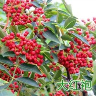 種籽 花種籽 花卉種籽 花椒種子 山椒紅椒麻椒 大紅袍花椒種子川花椒樹 獅子頭種籽
