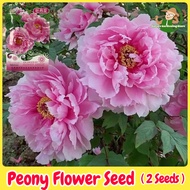 100% Original Rare Peony Flower Seeds for Planting (2 Seed) Balcony Potted Peony Live Plant Bonsai Seed Gardening Flowering Plants Seeds Legit Flower Seeds for Garden Decor Ornamental Indoor Flower Plants Real Outdoor Easy To Grow Flowers buto ng bulaklak