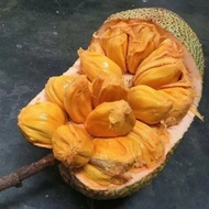 Anak Pokok Cempedak King atau Cempedak Champion