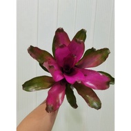 bromeliad neoregelia Lila