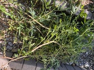 有機 芳香萬壽菊 《適合熱泡茶》