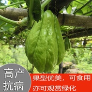 Fresh Chayote Seed Melon Seedling With Sprout Asparagus Seed Balcony Four Season現貨新鲜佛手瓜种瓜种苗带芽龙须菜种子阳台