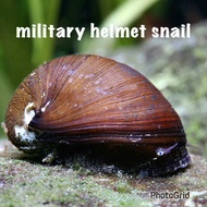 3+(1 DOA)nerite snail military helmet siput helmet 1.5-2.5cm