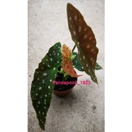 BEGONIA MACULATA / LIVE PLANT [READY STOCK]