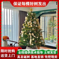 Christmas New Style Nobe Living Pine Tree Spruce Christmas Pine 2025 Real Tree Potted Plant Real Hou
