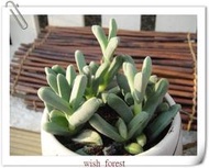 WISH FOREST【多肉植物。姬神刀】。全日照。柱狀的葉子。多肉愛家不可少~