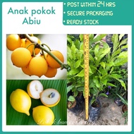 PBN - pokok abiu - anak pokok bunga nursery 2 kaki lbh tinggi tall 2feet plus golden fruit tree abiy