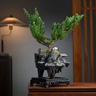 Small Leaf Elm Tree Bonsai Cliff Style Old Pile Office Green Plant Desktop Good Raising Potted Plant