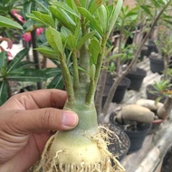 fresh bibit bahan bonsai adenium bonggol besar kamboja jepang