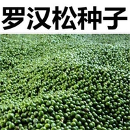 That Year's New Arhat Pine Seeds Bird Tongue Arhat Pine Seeds Small Leaf Arhat Pine Family Balcony P
