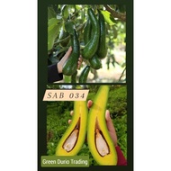 POKOK AVOCADO SAB034 / SAB 034 KAHWIN AVOCADO
