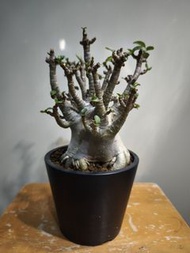 哥斯拉沙漠玫瑰