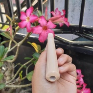 Once Serbuk Tulang Mirip Iga Duyung Asli Termurah 14cm