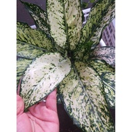 Aglaonema Siam Paragon Thailand Variety Rare