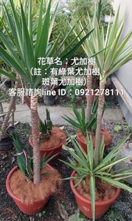 斑葉尤加樹.綠葉尤加樹.斑葉象腳王蘭.觀葉植物.網紅植物.