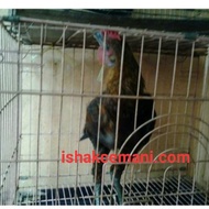 Ayam Pelung Jantan Remaja Kwalitas Super Keturunan Ningrat