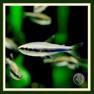 皇家水族・藍國王燈 燈魚 燈科魚 觀賞魚 活餌