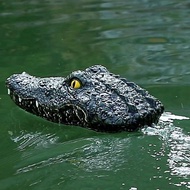 LazaraLifeรีโมทคอนโทรลRCเรือ2.4Gความเร็วสูงจำลองหัวจระเข้กันน้ำของเล่นสำหรับแกล้งสำหรับPools Lakesลอ