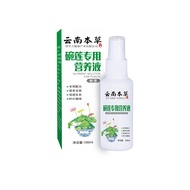 Yunnnan Materia Medica Economical Plant Nutrient Liquid Bowl Lotus Green Plant Potted Succulent Foli