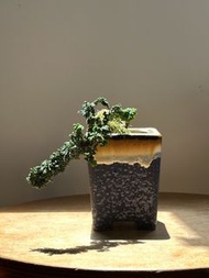 石化檜 懸崖型迷你盆栽