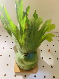 超大女王鹿角蕨