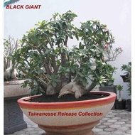 1 Bibit Benih Biji Adenium Arabicum BLACK GIANT