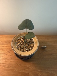 紅葉西番蓮 扦插 塊根